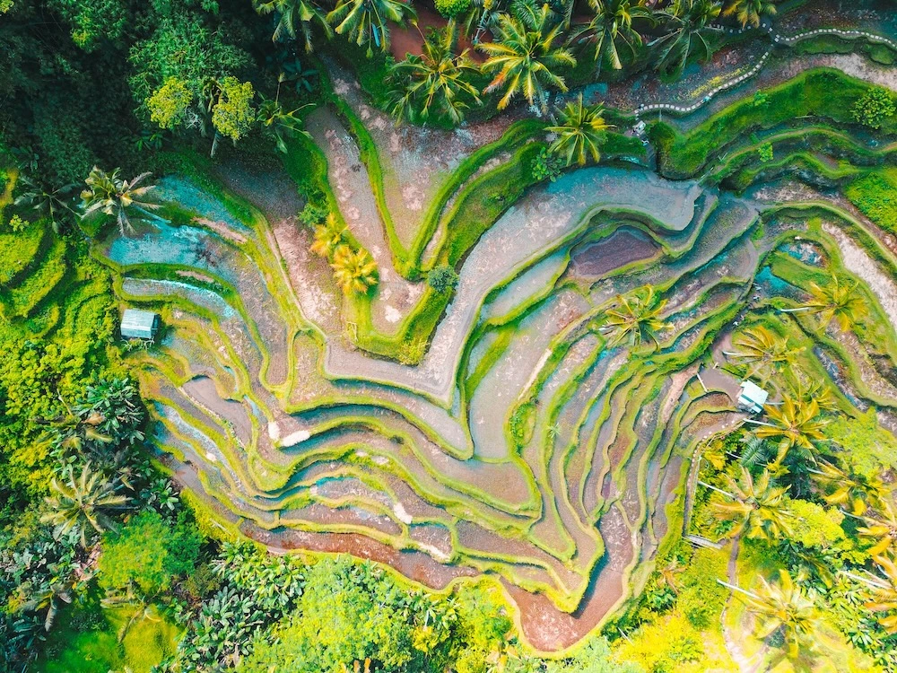 Luchtfoto van rijstterrassen in tropisch landschap, wat geanalyseerd kan worden met GeoAI voor duurzaam water- en teeltbeheer.